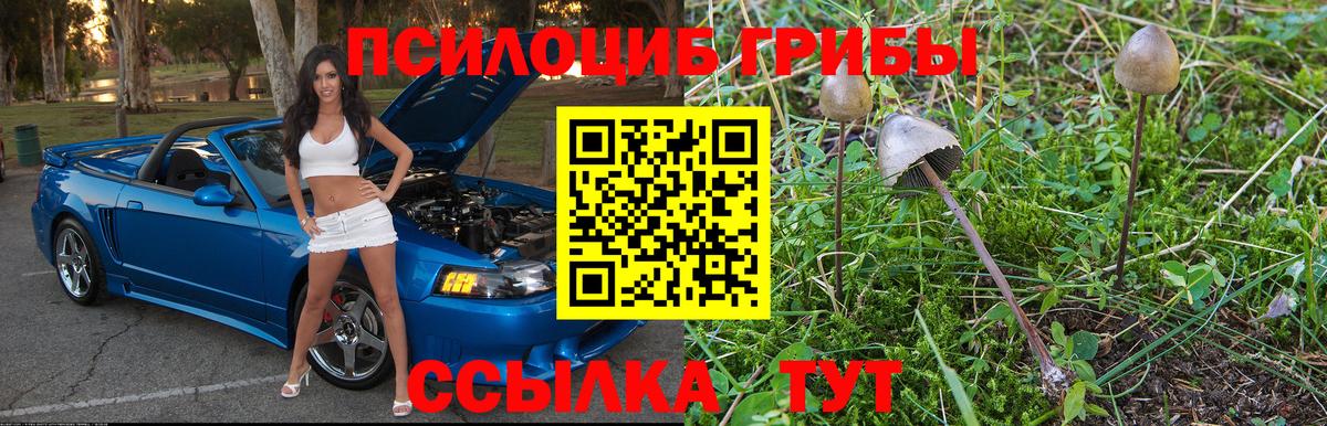 Псилоцибиновые грибы Cubensis Аксай